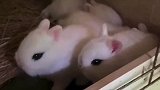 你喜欢哪种宠物兔