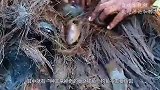 神奇的“高跷捕鱼”，钓鱼不需要鱼饵，大鱼自己就上钩！