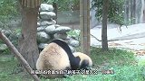 大熊猫第一次见到自己的宝宝，大家忍住别笑，镜头记录全过程
