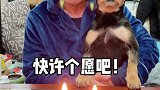 今天是我爸生日，我家狗狗竟然提醒我买蛋糕！真的是太聪明了！ 萌宠出道计划  动物的迷惑行为  生日快乐