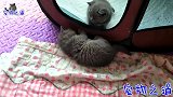 倔强小奶猫和猫爸爸对峙，主人担心猫宝宝会挨揍，结果让人意外