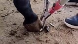 大叔轻松修理驴蹄