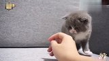 贪玩小奶猫把主人的手指当成逗猫棒狠狠地咬下去！