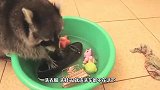 11只浣熊闯进家中，疯狂搞破坏，看了现场男子气得报警