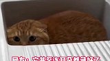 师傅修灯吓坏社恐猫咪，躲进水池一脸惊恐