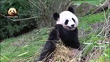 颜值爆表的熊猫欢欢开心吃播，微笑脸简直不要太可爱