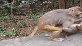 猴子夫妻俩争夺抚养权拼命抢小猴，不管怎样，最后受伤的还是孩子