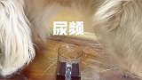 马犬和金毛一起套路男主人，结果男主找机会报复，马犬结局太惨