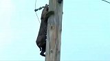 猞猁爬上十几米电线杆，却害怕得不敢下来，人类用铁棒驱赶