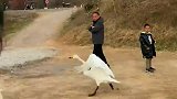 当家里养的大鹅这样起飞，就问你意不意外！
