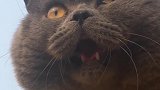 猫：外面太热了，还是家里凉快！
