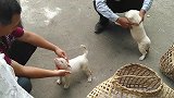 一窝纯白色的小奶狗，狗主人淡定不降价