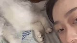 主人表示小猫脚很臭，小猫被嫌弃后一脸委屈！