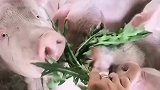 没想到猪圈里还有清醒的猪