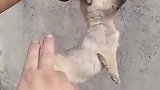 笑谈江山云起时的视频