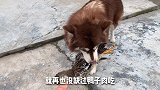 今天我家的四脚吞金兽逮了个鸭子叼着绕村跑