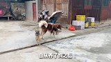今天我家的四脚吞金兽逮了个鸭子叼着绕村跑。