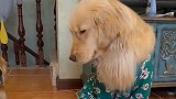 金毛宝宝把饭弄撒了，金毛爸爸气的没眼看，太丢脸了