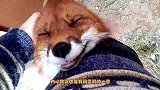 狐狸看到主人来看它，激动的忍不住，抱主人大腿撒娇卖萌
