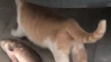 橘猫：家里有矿的我就是不一样，吃的鱼都比自己大，走路都带风