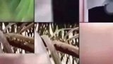 峨眉猴抢走游客手机并留下一些自拍