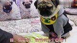 狗狗和男主抢大白菜，画面太逗了