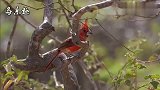 “愤怒的小鸟”原型：红色蜡嘴鸟，又叫红衣主教鸟，看看像吗？