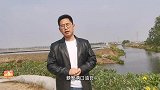 螃蟹养殖：油苔（青苔）处理不好演变成刚毛藻就非常棘手