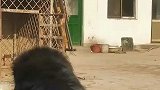 假扮成坏人闯入家中，藏獒的反应亮了