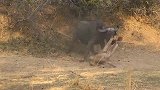 野牛救小象,真是大爱动物间！网友：野牛太勇敢了