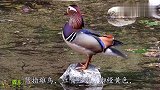 鸳鸯，你了解多少？公鸟都是五颜六色的吗？
