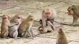 抓住小猴子，猴妈警告它，以后别欺负我孩子了，有趣