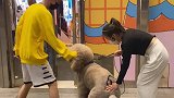 听说一根绳能拴住一只狗