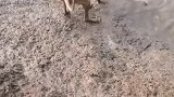 还是我家狗狗厉害