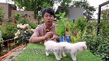 给猫咪种的猫薄荷，猫咪看都不看，没想到开花那么漂亮