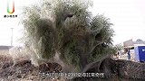洪水过后小镇的树变得非常古怪，专家一看要求村民赶紧撤离
