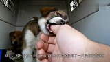 狗狗与救命恩人分离一年，再重逢时狗狗反应，令人泪如泉涌