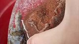 女子忘记乌龟冬眠，放在外面冻成冰块