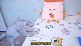 小猫咪的哥哥去世了，却被另一只别有用心的猫假扮