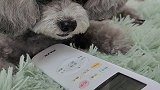 这个家它说了算