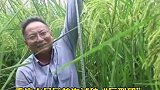 袁老的禾下乘凉梦成真了 2米高巨型稻在重庆试种成功杂交水稻