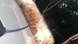 猫咪躺在了车上，爪子还摸着车子的天线，睡的舒服不