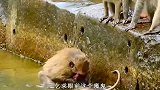 这是比峨眉山的猴子还要凶残的猴子，差点将小猴子溺死