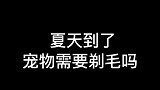 炎炎夏日，到底该不该给你的宠物剃毛呢？你是怎么做的呢？