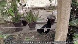 竹鸡见到母鸡在照顾小鸡仔就走了过来，母鸡见到就想揍它丫的