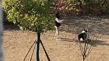 吉林小区里的美女跟二哈玩的好开心，网友：放开美女，让我来！