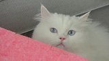 小猫捕猎的逻辑：猎物就在那里，我为什么不扑