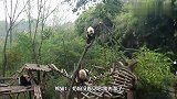 大熊猫玩起雪人，结果一不小心掰断了雪人脑袋，熊猫：“杀熊”啦