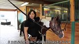 女子为马的头上编辫子，当她编好后，这匹马更俊了