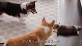 猩猩看到美女，俺也要亲亲抱抱呢